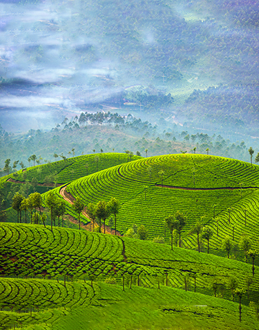 Darjeeling