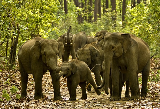 Elephant