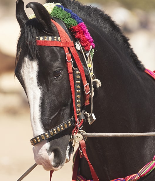 Marwari Horse