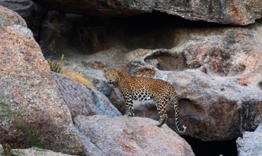 Leopard