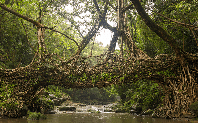 Meghalaya