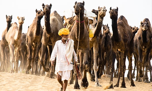 Pushkar Fair