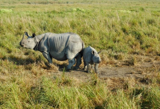 Rhino