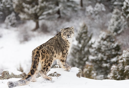 Snow Leopard